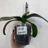 Орхидея Phal. Purple Princess, multiflora (отцвел, РЕАНИМАШКА)