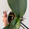 Орхидея Phal. Purple Princess, multiflora (отцвел, РЕАНИМАШКА)