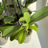 Орхидея Phalaenopsis Peach Blossom peloric (отцвел)