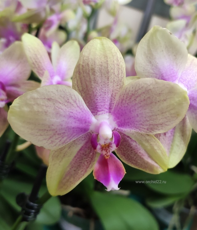 Орхидея Phalaenopsis Sandra (отцвел)