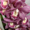 Орхидея Cymbidium 