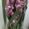 Орхидея Cymbidium 
