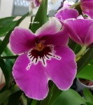 Орхидея Miltonia