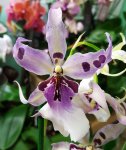 Орхидея Beallara Peggy Ruth Carpenter 'Morning Joy'