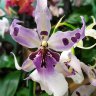 Орхидея Beallara Peggy Ruth Carpenter 'Morning Joy'