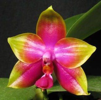Орхидея Phalaenopsis Princess Kaiulani (еще не цвёл)