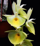 Орхидея Catasetum pileatum x sib (отцвёл)