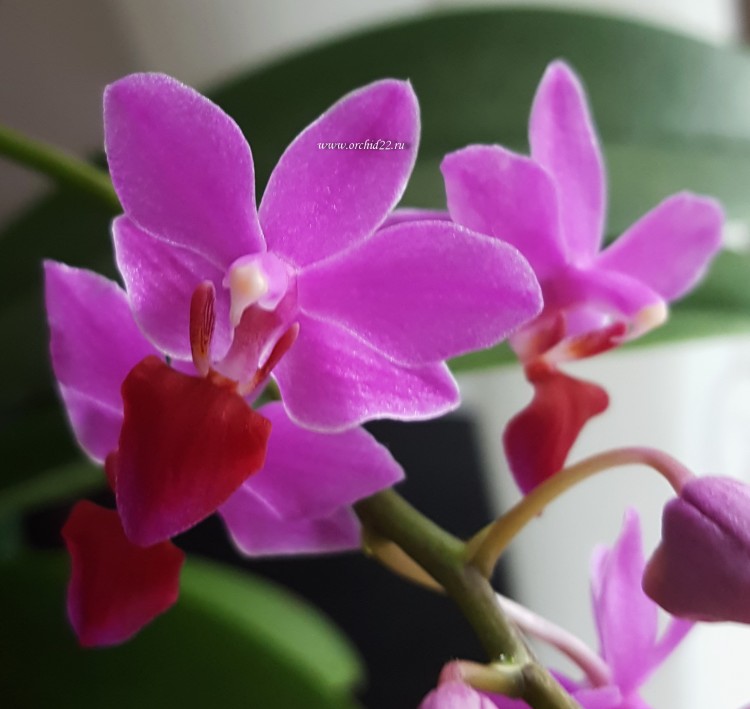 Орхидея Dtps Purple Gem 