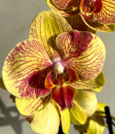 Орхидея Phalaenopsis 