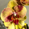 Орхидея Phalaenopsis 