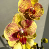 Орхидея Phalaenopsis 