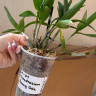 Орхидея Dendrobium Berry Oda (отцвел, деленка) 