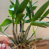 Орхидея Dendrobium Berry Oda (отцвел, деленка) 