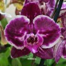 Орхидея Phalaenopsis Radiation