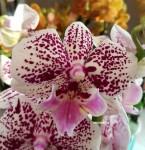 Орхидея Phalaenopsis Big Lip, midi  