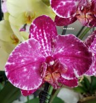 Орхидея Phalaenopsis       