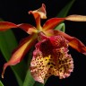 Орхидея Cattleya Frances Fox (отцвела)       