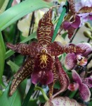 Орхидея Beallara Marfitch 'Renaissance Coral' (отцвел)   