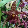 Орхидея Beallara Marfitch 'Renaissance Coral' (отцвел)   
