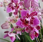 Орхидея Phalaenopsis, multiflora    