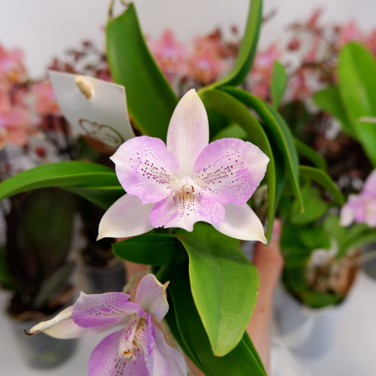 Орхидея Diacattleya Chantily Lace 'Twinkle' (отцвела)