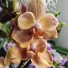 Орхидея Phalaenopsis Brion, peloric
