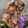 Орхидея Phalaenopsis Brion, peloric