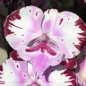 Орхидея Phal. Fuller's Master, Big Lip (еще не цвел)