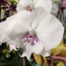 Орхидея Phalaenopsis Big Lip (отцвел, РЕАНИМАШКА)            