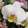 Орхидея Phalaenopsis multiflora  