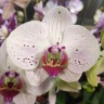 Орхидея Phalaenopsis Goya (отцвёл)