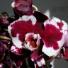Орхидея Phalaenopsis Black Magic 