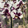 Орхидея Phalaenopsis Black Magic 