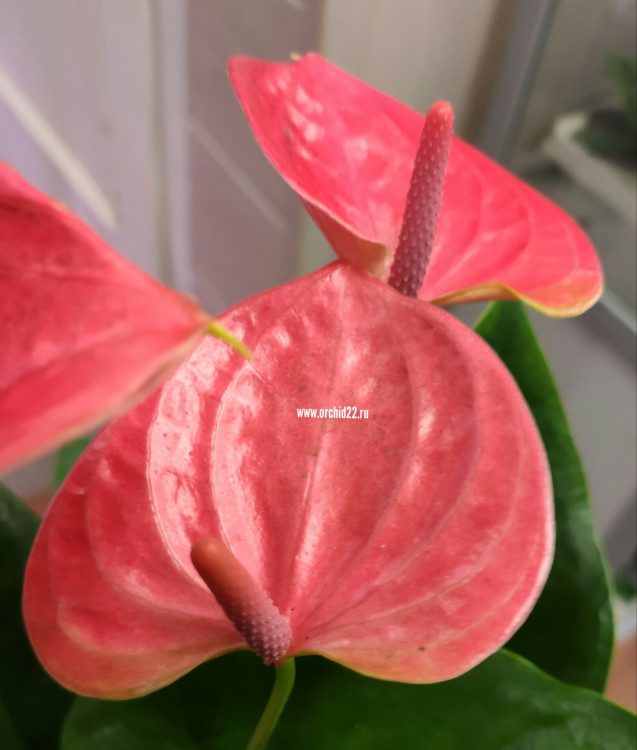 Anthurium Sweet Dream