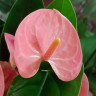 Anthurium Spirit (отцвел)