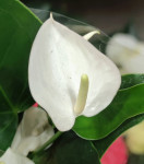 Anthurium Baby White  