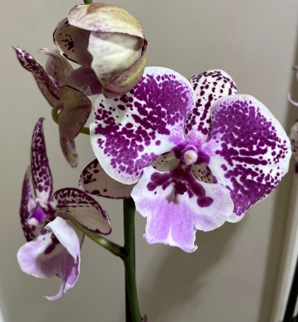 Орхидея Phalaenopsis Big Lip  
