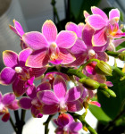 Орхидея Phalaenopsis, multiflora   
