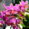 Орхидея Phalaenopsis, multiflora   