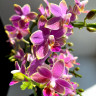 Орхидея Phalaenopsis, multiflora   