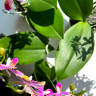 Орхидея Phalaenopsis, multiflora   