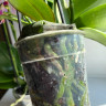 Орхидея Phalaenopsis, multiflora   