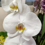 Орхидея Phalaenopsis Cambridge  