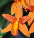 Орхидея Cattleya