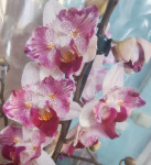 Орхидея Phalaenopsis Little Gem Stripes peloric, multiflora