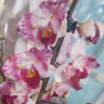 Орхидея Phalaenopsis Little Gem Stripes peloric, multiflora