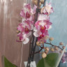 Орхидея Phalaenopsis Little Gem Stripes peloric, multiflora