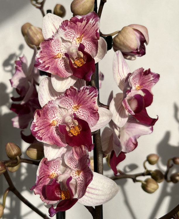 Орхидея Phalaenopsis Little Gem Stripes peloric, multiflora*