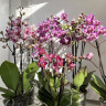 Орхидея Phalaenopsis Little Gem Stripes peloric, multiflora*