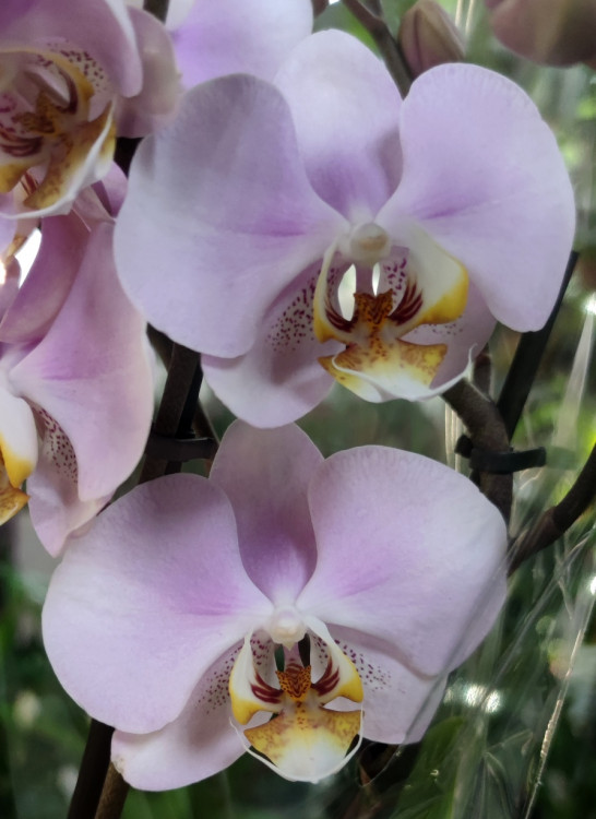 Орхидея Phalaenopsis Pink Clouds 